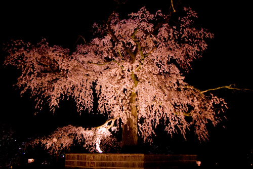 祇園の枝垂桜