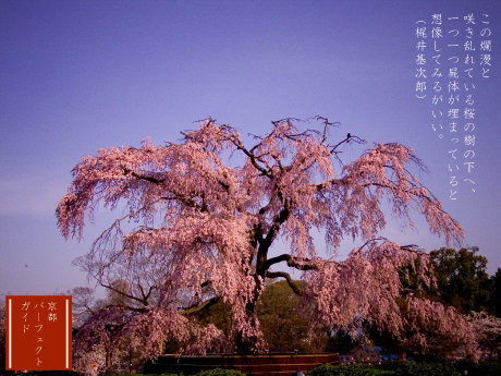 祇園のしだれ桜と円山公園の春の風景