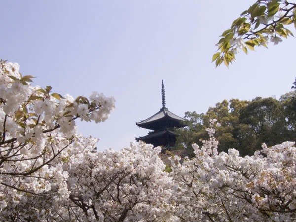 仁和寺の写真 14