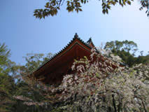 仁和寺の写真 16
