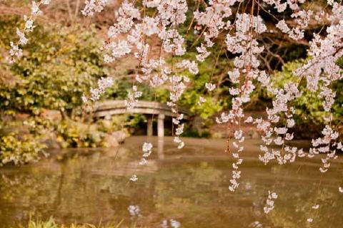 京都御苑の写真 2