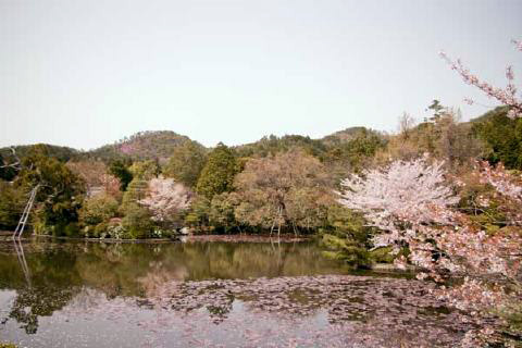 龍安寺の写真 3