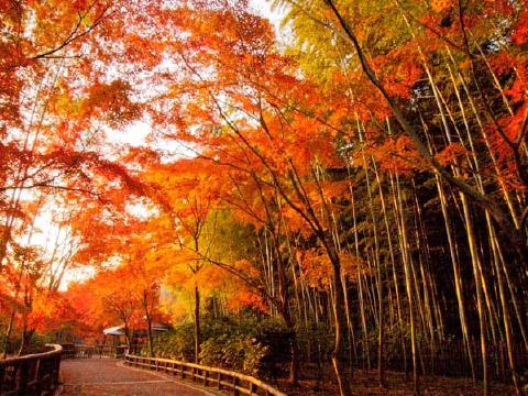 天龍寺の写真 2