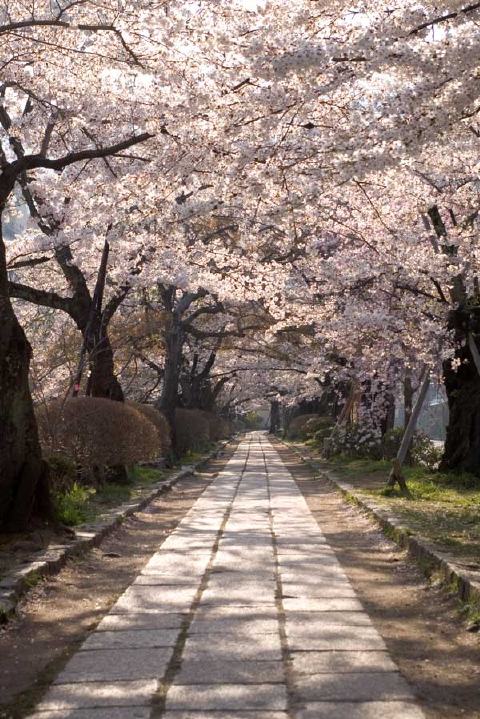 哲学の道の写真 2